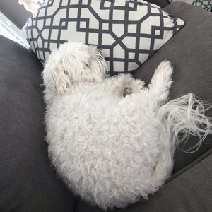 Meet your Posher, Lee